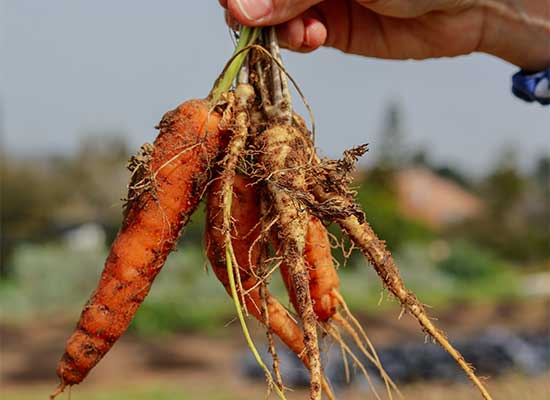 How to cultivate organic fruits and vegetables in own firm