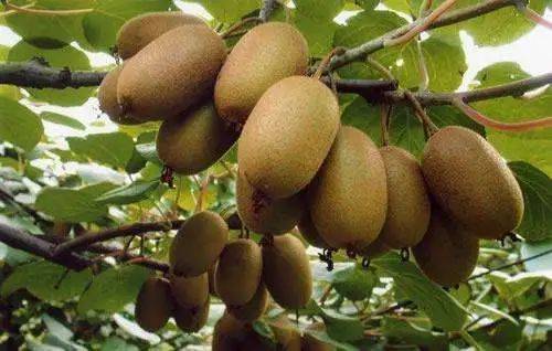 How to cultivate organic fruits and vegetables in own firm