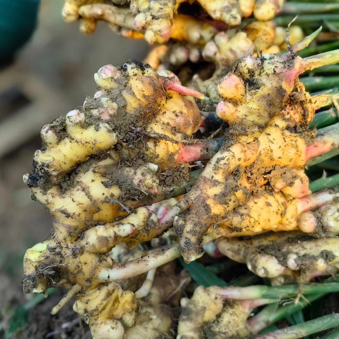 Fresh Ginger