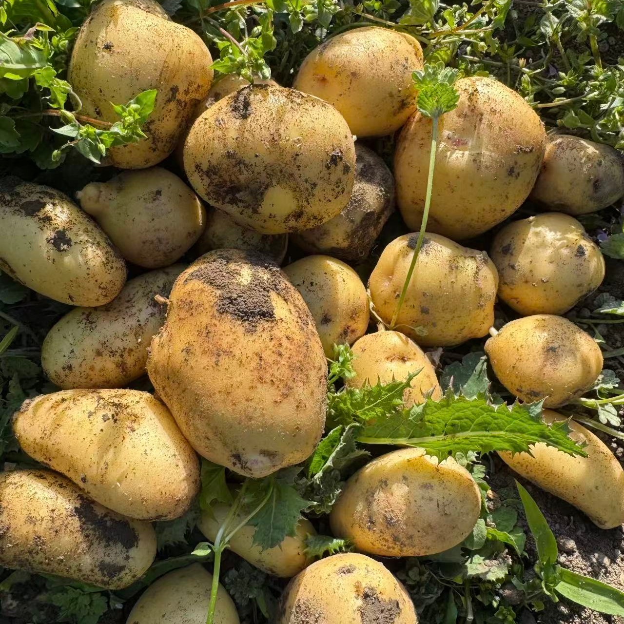 Fresh Potato