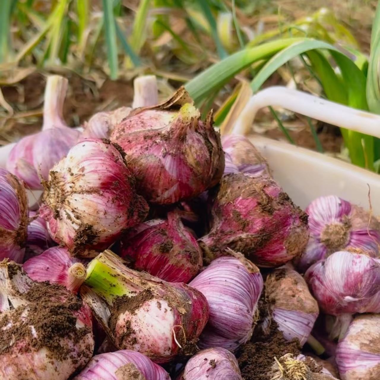 Fresh Garlic
