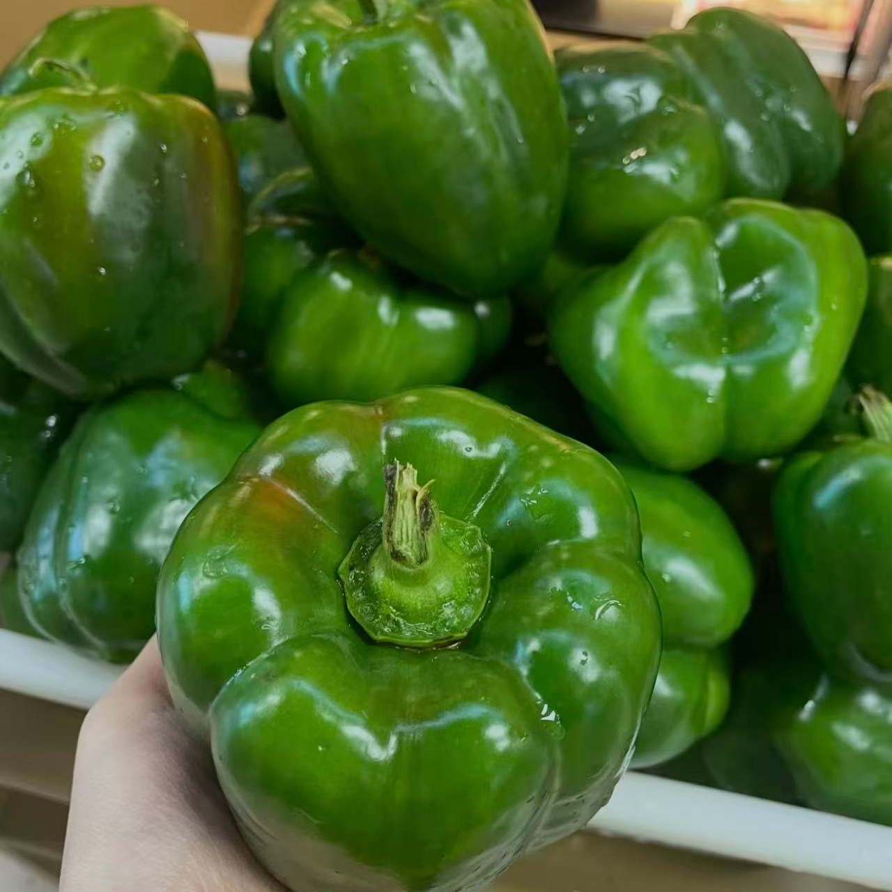 Fresh Green Pepper
